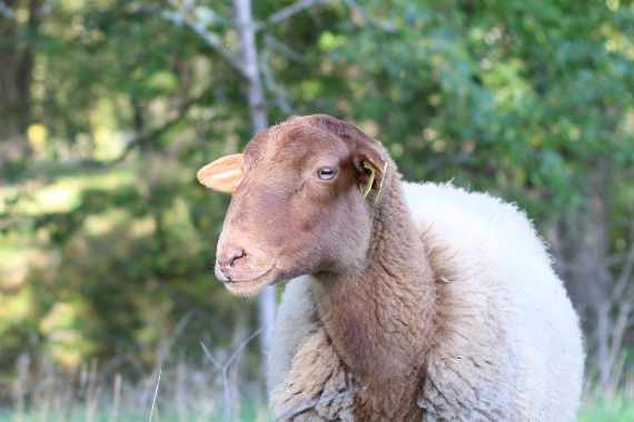 Le mouton Solognot est utilisé pour l'éco-pâturage en Touraine