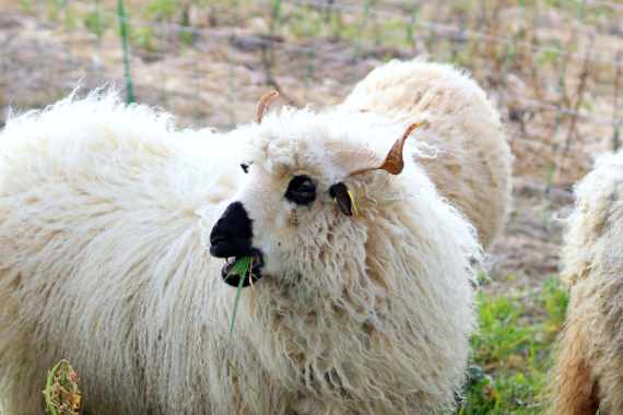 Nos moutons Le casting Anim Aux Jardins