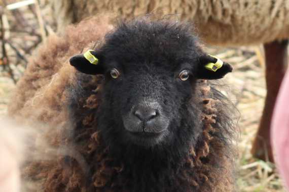 Le mouton d'ouessant est une de nos tondeuses écologiques.